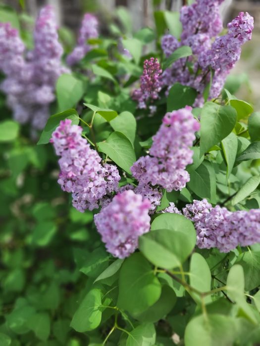 Продам дачу в Алмалах