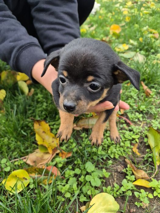 Продават се пинчер