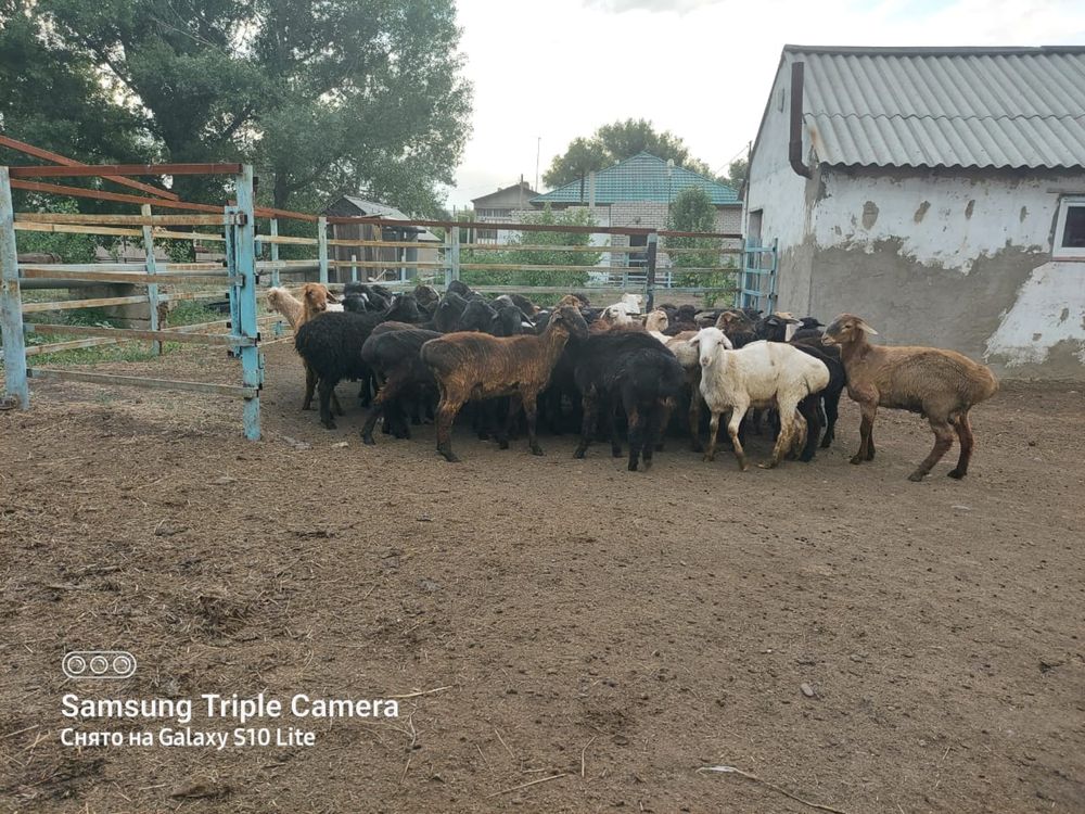 Продам баран.
