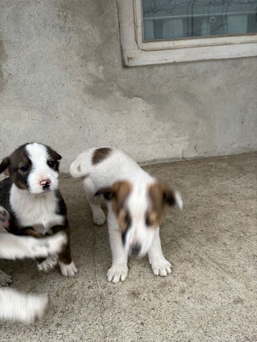 Ofertă adopție – 4 căței, 2 luni, GRATUIT