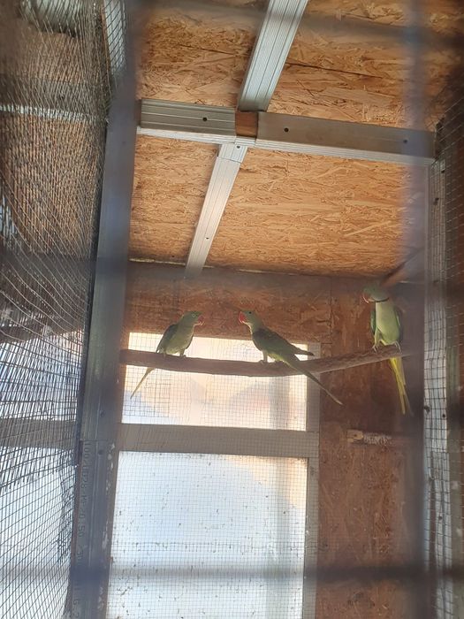 Vând marele alexandru