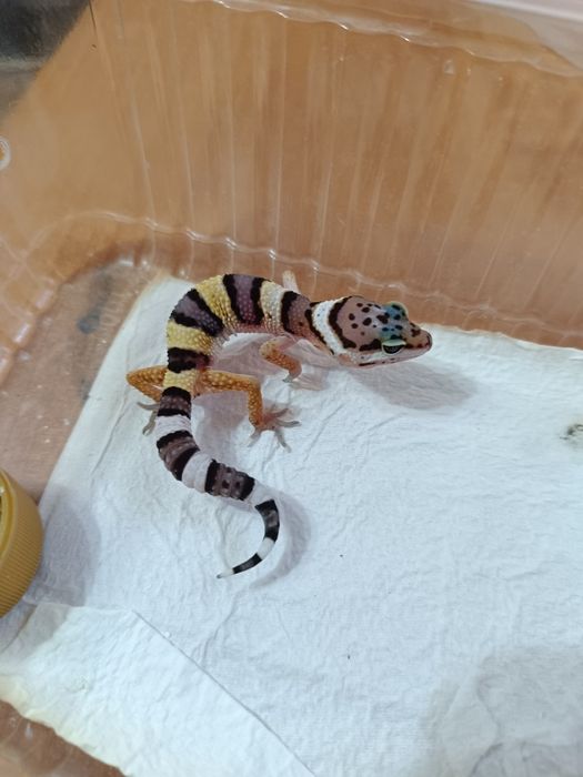 Очень яркие малыши эублефары (эублефар,геккон,ящерица)