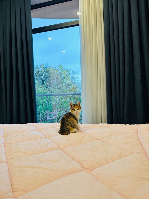 Mushuk sotiladi uy mushuk