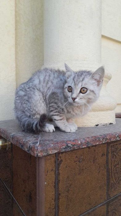 Мушук сотилади Продам кошку