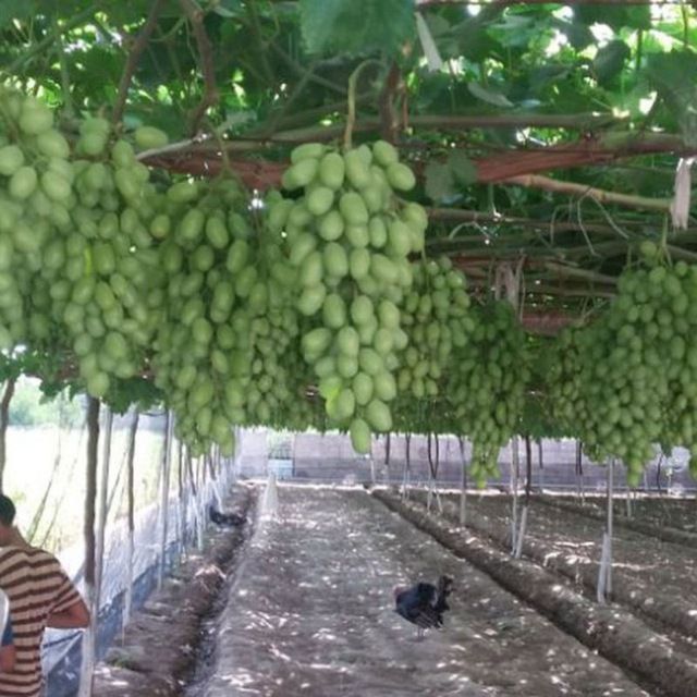 Hovli sotiladi 16 sotx