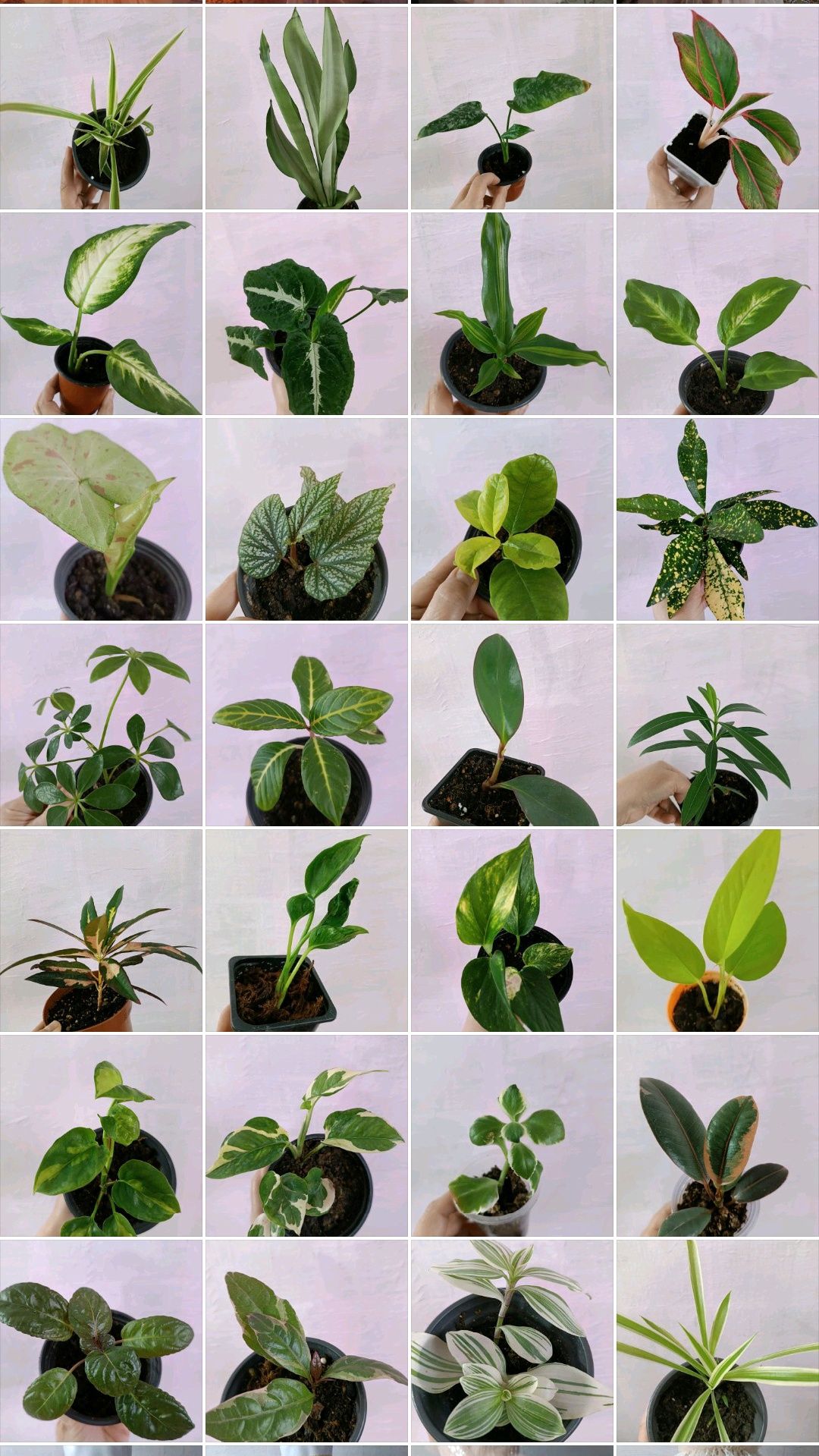 Силламонтана и другие Комнатные растения