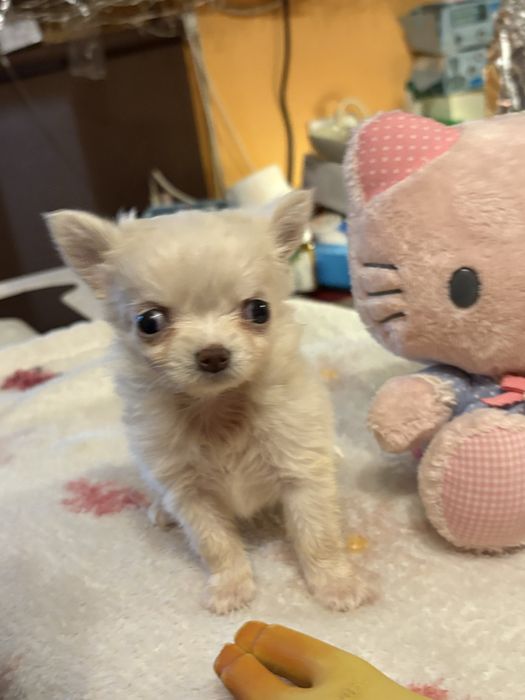 Chihuahua cu pedigree Fci