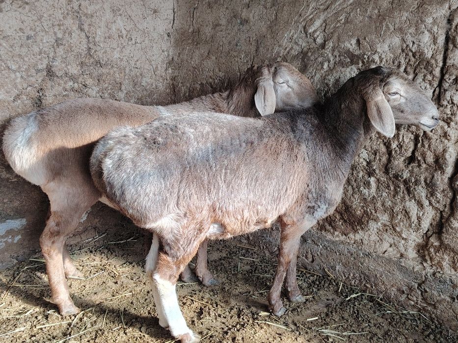 Qo'y arashan sotladi