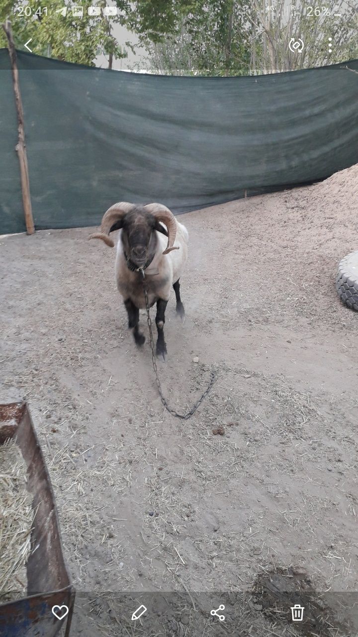 4 yoshar zottor qõchqor sotiladi