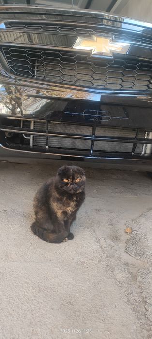 Mushuk parodiya skottish fold