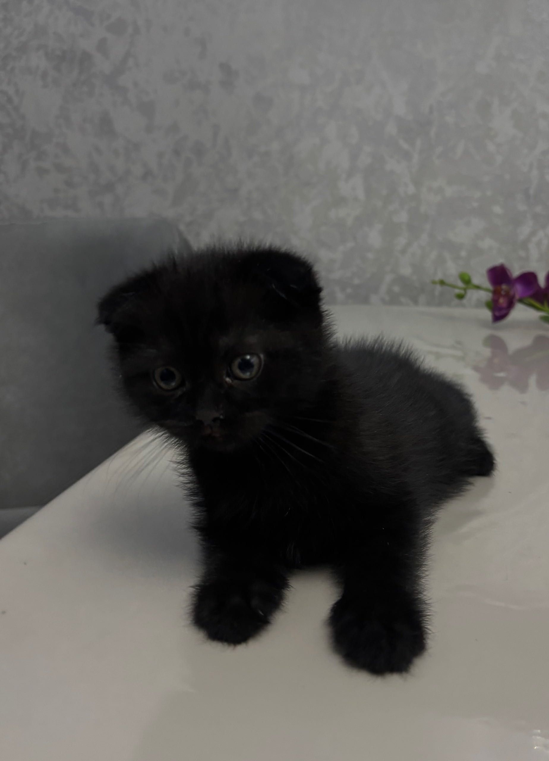 Котята породы Скоттиш Фолд
