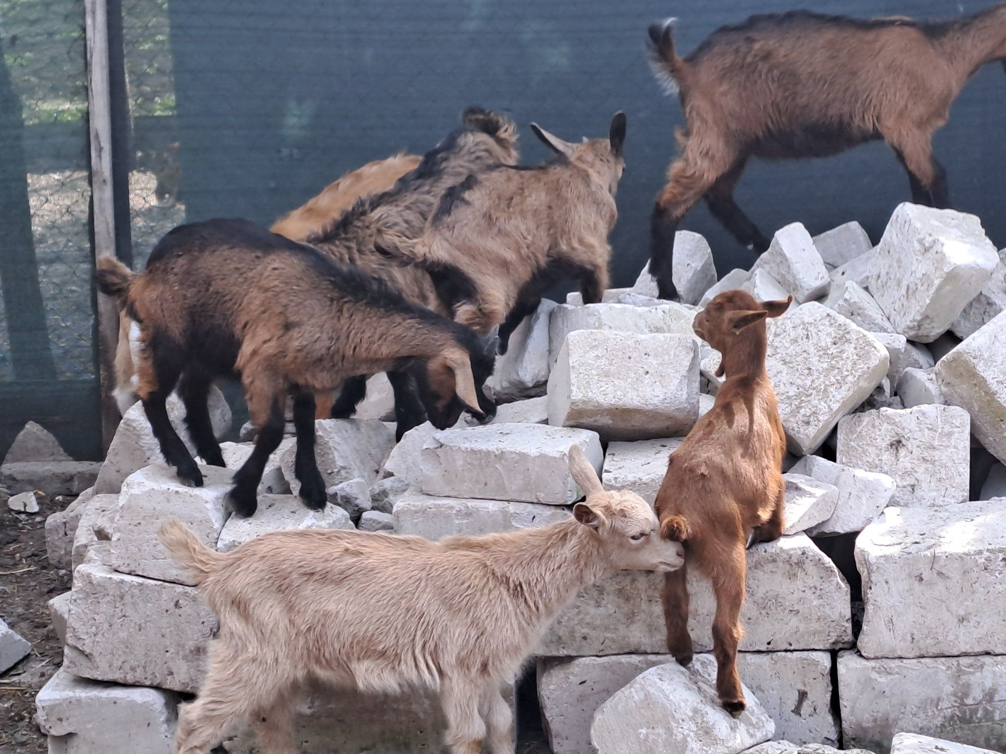 Iedute metis alpin din capre bune de lapte