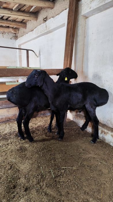 Qozi qochqorla sotiladi