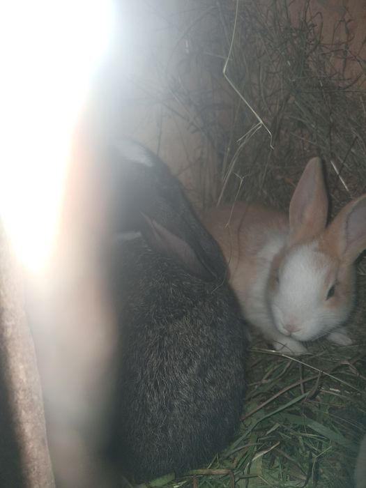 Iepuri de rasa hycole