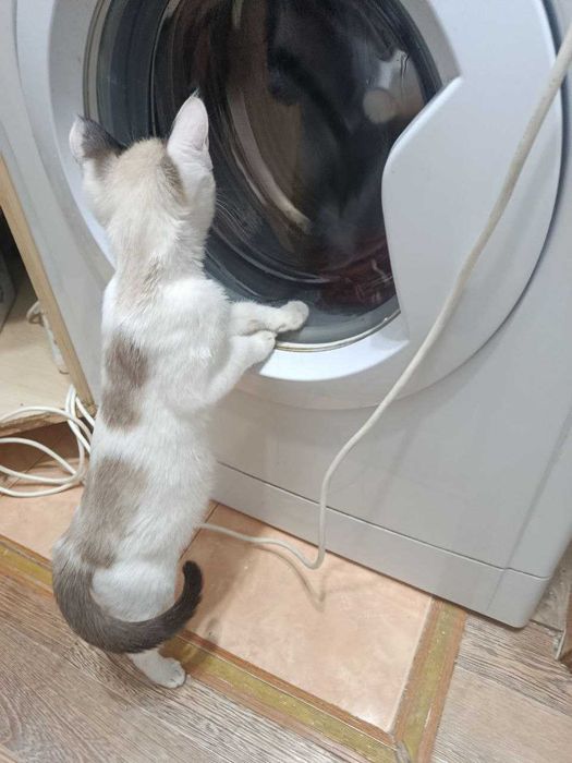 Отдам в добрые руки