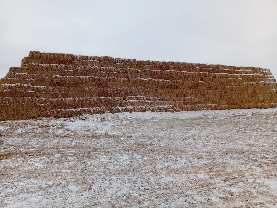 Продам солома ячменную