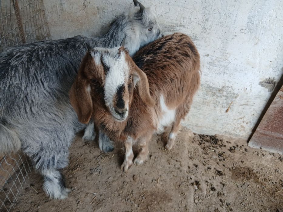 Эчки Улок Серка Эчки боласи Коза Козленок Козочка