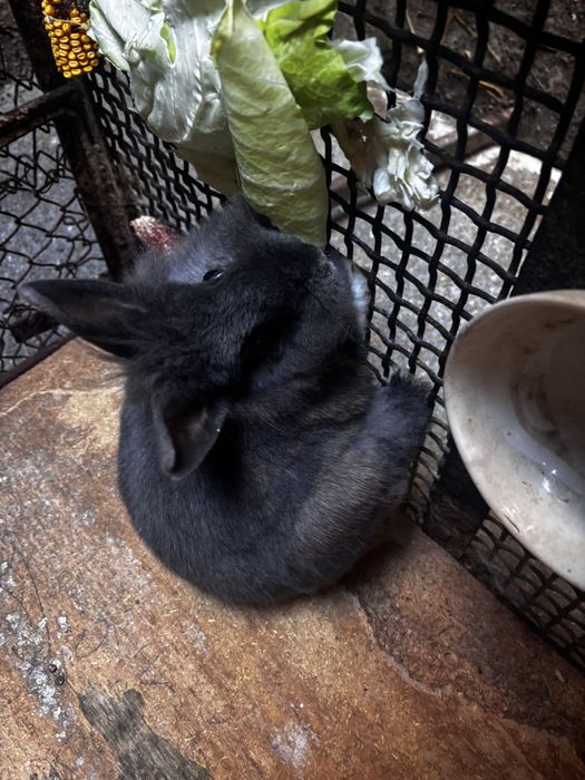 Vand iepur cap de leu pitic