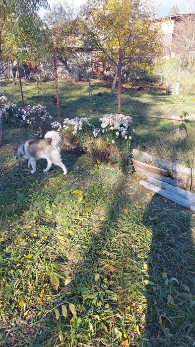 Husky pentru adopție mascul și femelă