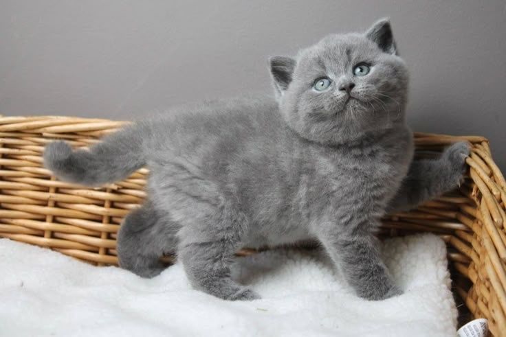 British shorthair