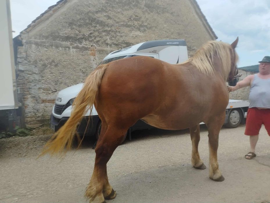 Iapa de  vânzare de 5 ani