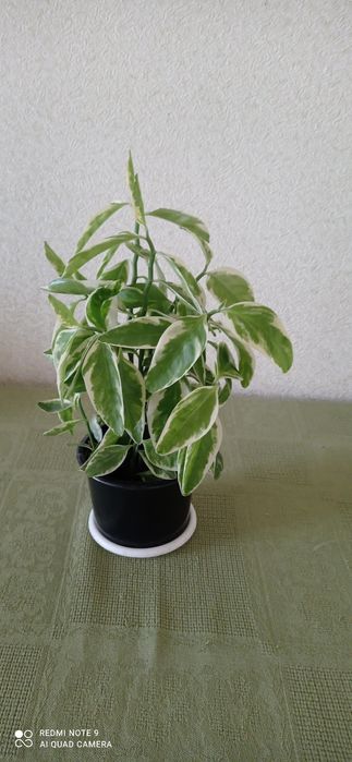 Цветы комнатные красивые.