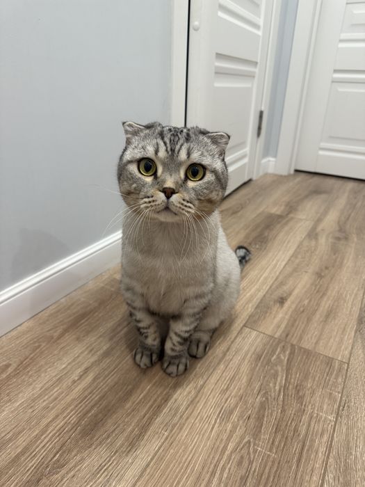Отдам в хорошие руки кота бесплатно