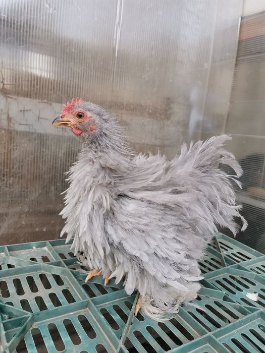 Cochinchina pitic lavandă