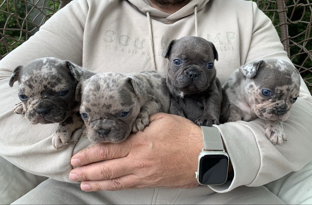 Френски Булдог French Bulldog