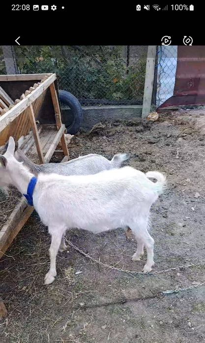 Vand capra gestantă  400lei