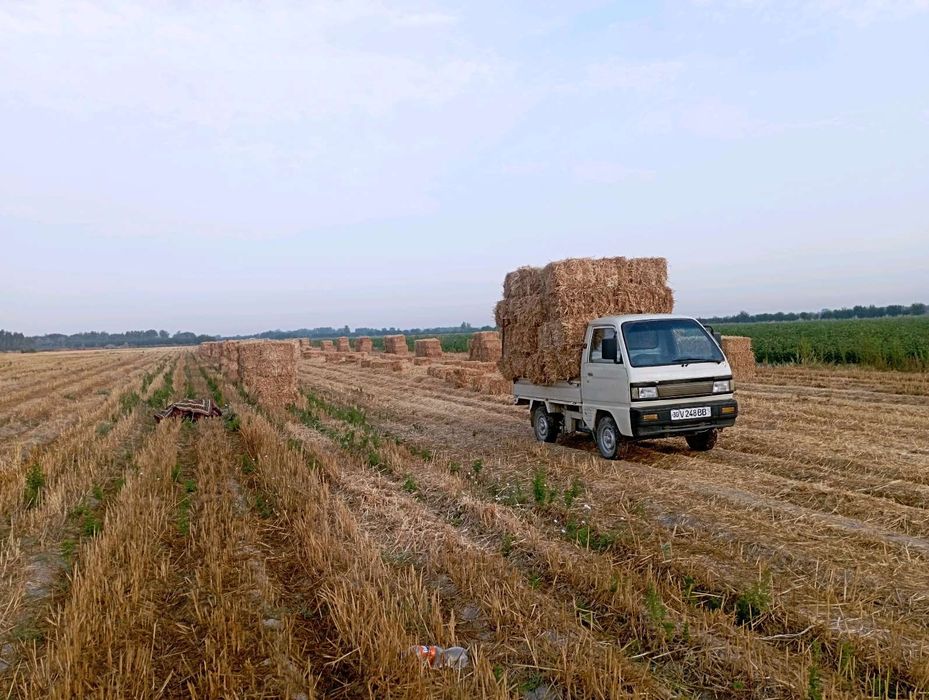 Damas labo 2006 yil xolati urtacha