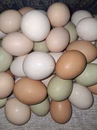 Продам домашние опладотваренные пародистые яйца.