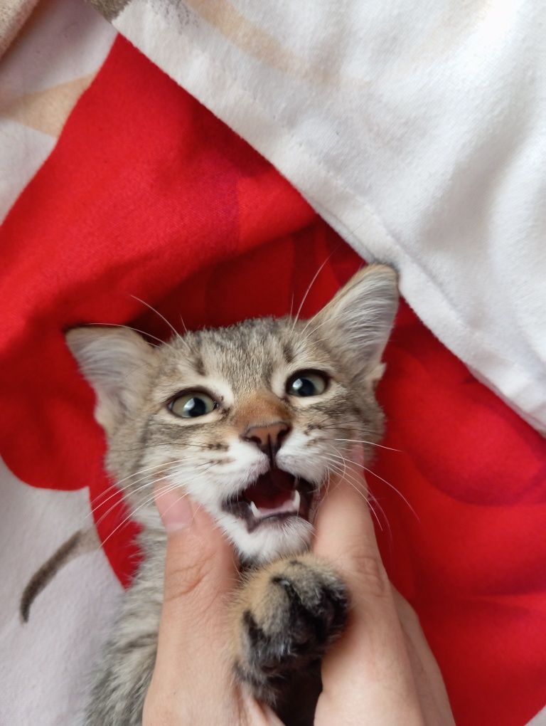 Срочно котёнок ищет дом