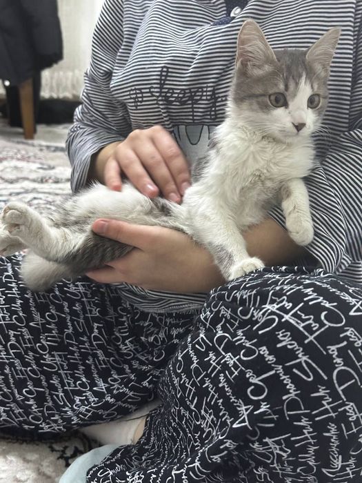 Кошка в подарков