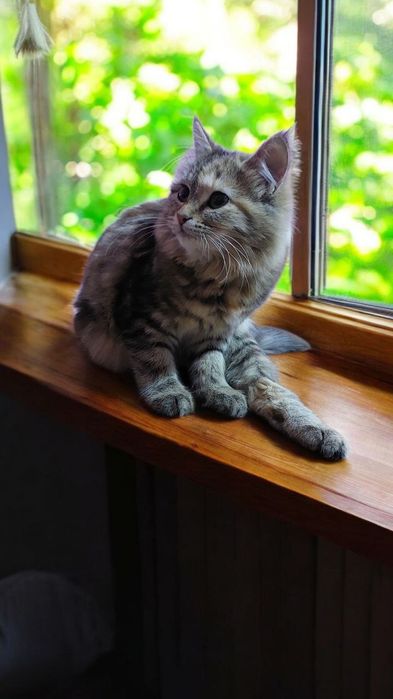 Mushuk koshka sbirskiy