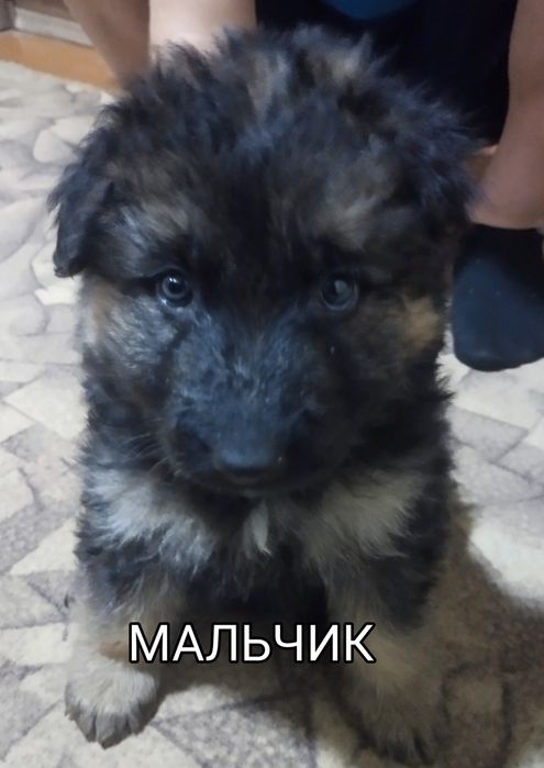 Немецкая овчарка чистокровная