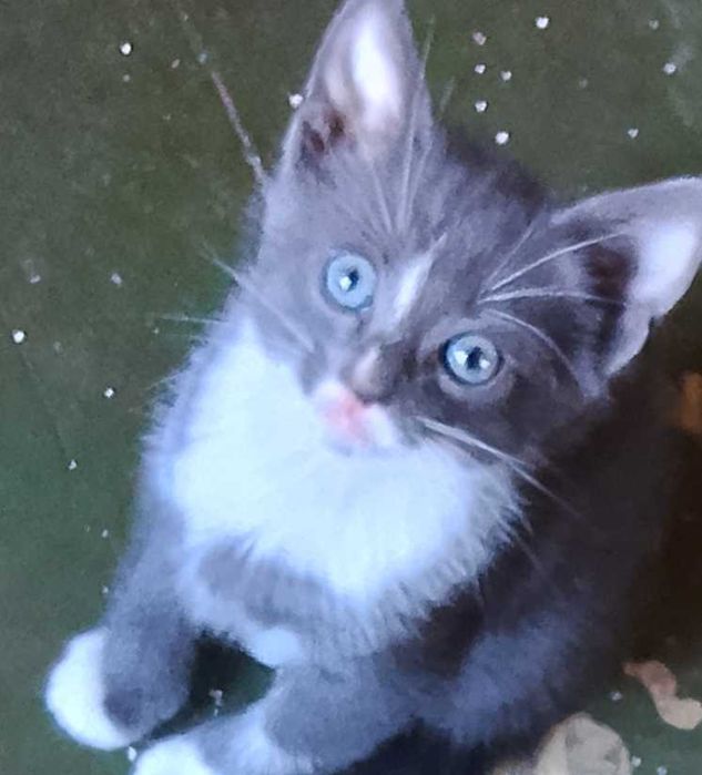 Котета - град Павликени