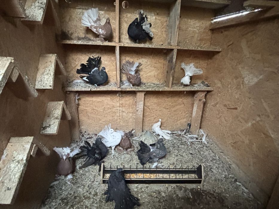 Porumbei curcani de vanzare