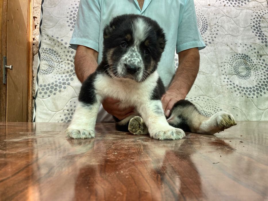 Щенок кафказского Алабая ( Супер Гигант )