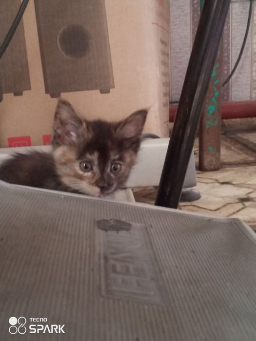 Черепаховая кошка