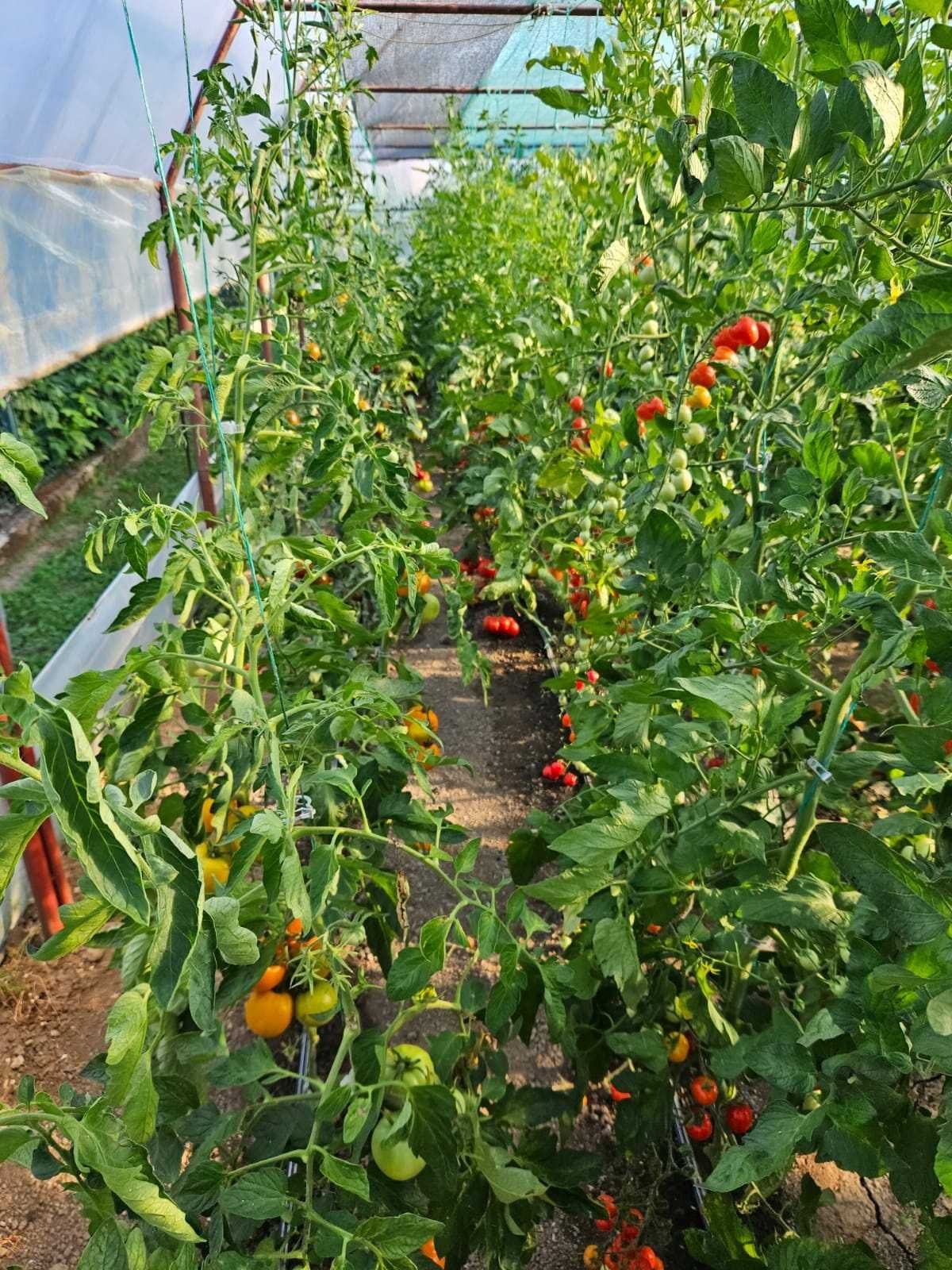 Solarii(sere) pentru cultivarea de legume sau flori