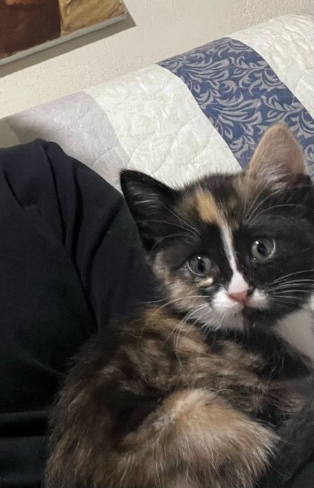Котенок (1 месяц)