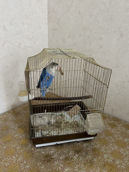 Продаю попугая — небесно-голубое чудо!