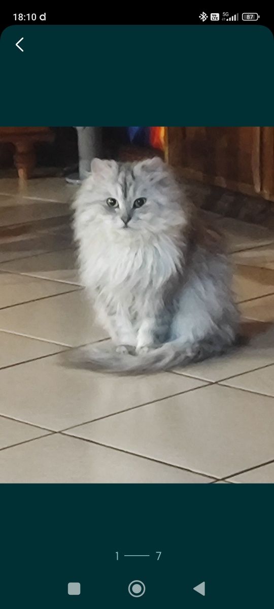 Сибирски  котета