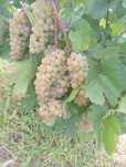 Struguri de vin / sau must