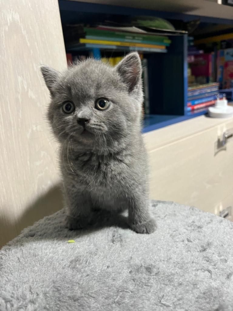 British Shorthair