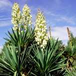 Yucca de exterior  la ghiveci