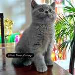 Pisica british shorthair blue