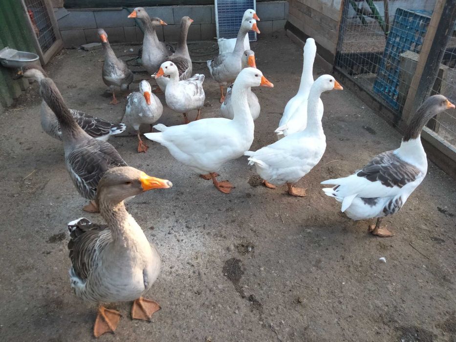 Vând perechi de gâște Toulouse