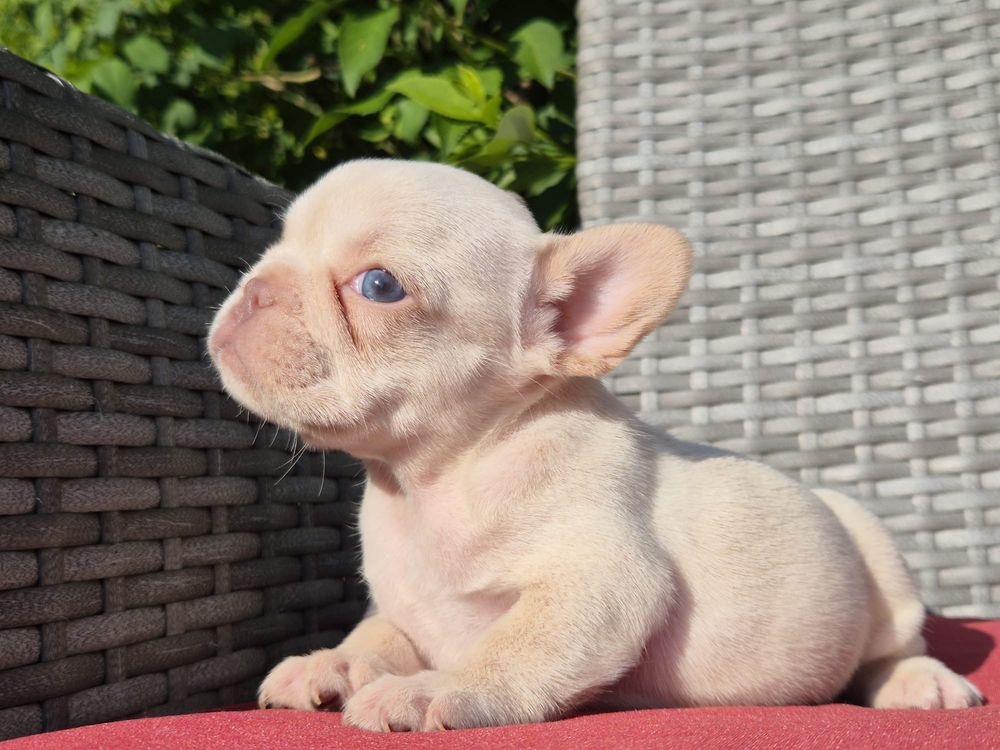 Vand fetita bulldog francez